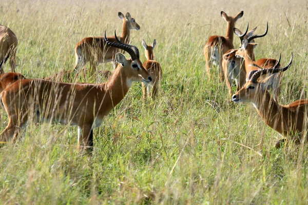 Impala antilope, uganda, africa — Foto Stock