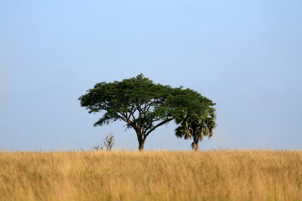 Σαβάνα - Μέρτσισον πέφτει np, Ουγκάντα, Αφρική — Φωτογραφία Αρχείου