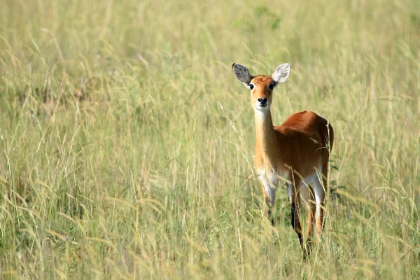 Impala antiloper, uganda, Afrika — Stockfoto