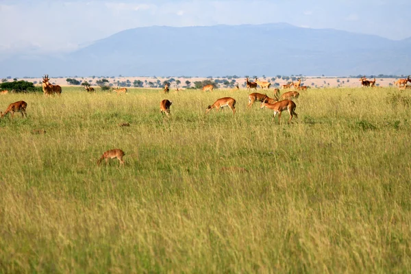 Impala αντιλόπη, Ουγκάντα, Αφρική — Φωτογραφία Αρχείου