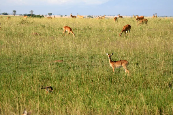 黑斑羚羚羊，乌干达，非洲 — 图库照片