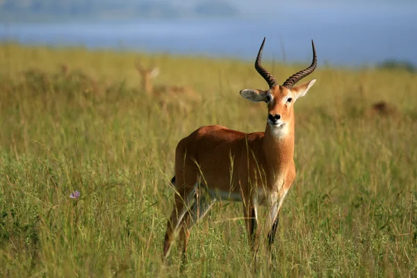 Impala αντιλόπη, Ουγκάντα, Αφρική — Φωτογραφία Αρχείου