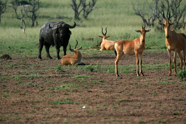 Hartebeest, uganda, afrika — Stockfoto