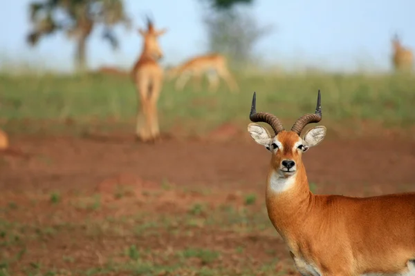 Impala antilopen, Oeganda, Afrika — Stockfoto