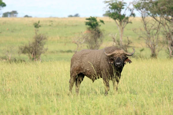 Buffalo, Uganda, Afrika — Stock Fotó