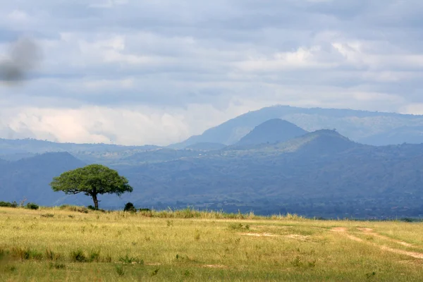Саванна - Мурчисон Фолс NP, Уганда, Африка — стоковое фото