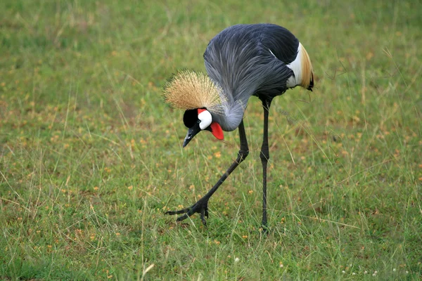 Crested, Gru incoronata, Uganda, Africa — Foto Stock