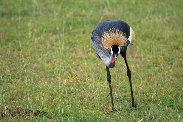 Grzywacz, koronowany Żuraw, uganda, Afryka — Zdjęcie stockowe