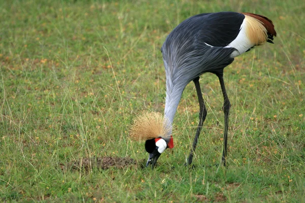 Grzywacz, koronowany Żuraw, uganda, Afryka — Zdjęcie stockowe