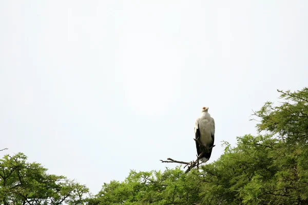 Aquila pescatrice africana, Avvoltoio, Uganda, Africa — Foto Stock