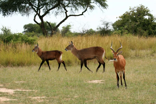 Buck acqua - uganda, africa — Foto Stock