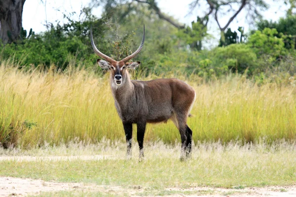 Vody buck - uganda, Afrika — Stock fotografie