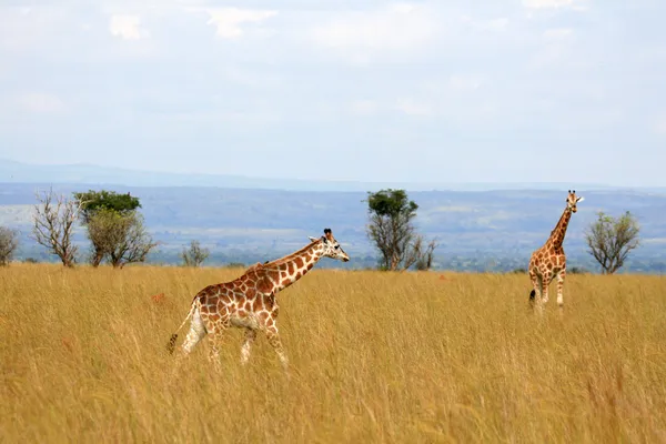 Žirafa, uganda, Afrika — Stock fotografie