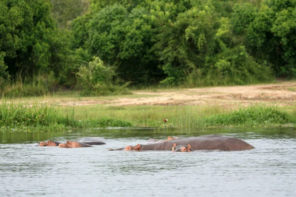 Hippo - murchison falls np, uganda, afrika — Stockfoto