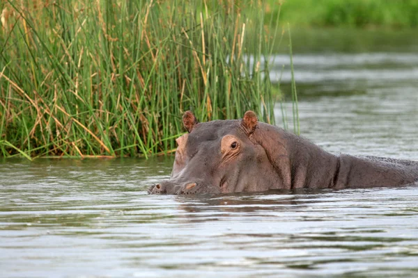 Hippo - Murchison Falls NP, Uganda, África —  Fotos de Stock