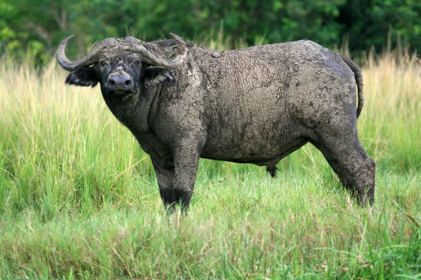 Buffalo, Oeganda, Afrika — Stockfoto