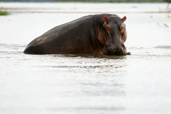 Hippo - murchison düşer np, uganda, Afrika — Stok fotoğraf