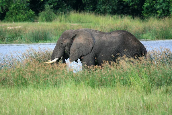 Slon africký, uganda, Afrika — Stock fotografie
