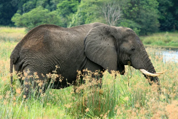 Африканский слон, Уганда, Африка — стоковое фото