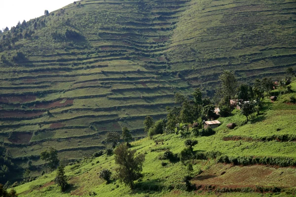 stock image Rice Fields in Uganda, Africa