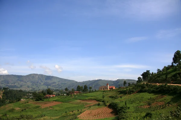 Reisfelder in Uganda, Afrika — Stockfoto