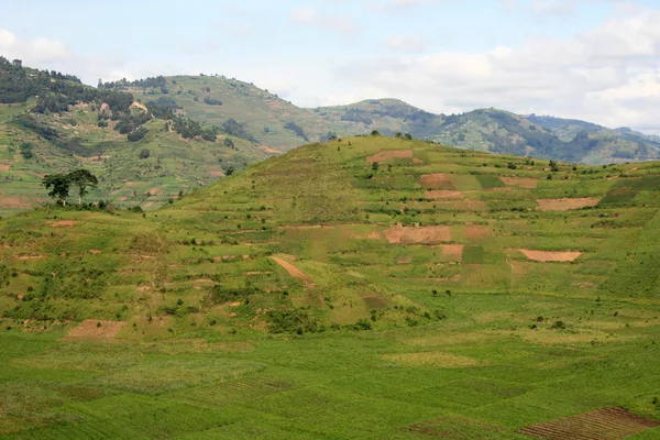 Rýžová pole v Ugandě, Afrika — Stock fotografie
