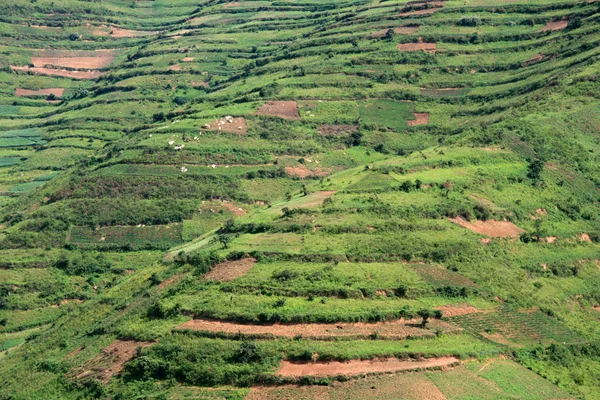 Рисові поля в Уганді, Африка — стокове фото