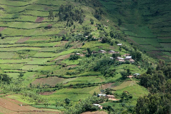 Risfälten i uganda — Stockfoto