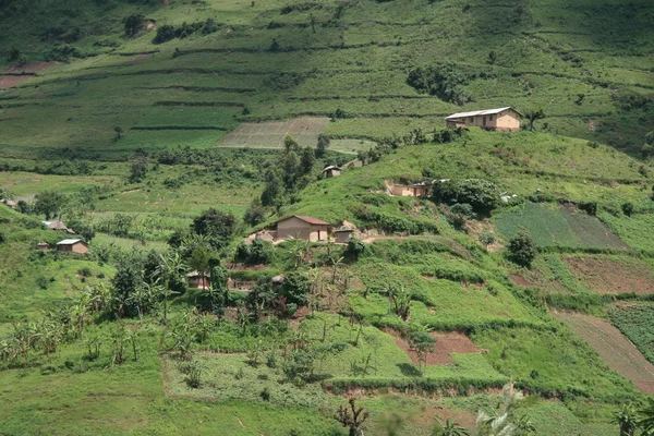 Uganda, Afrika pirinç tarlaları — Stok fotoğraf
