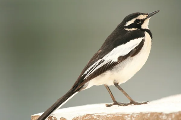 African Pied Wagtail - Уганда, Африка — стоковое фото