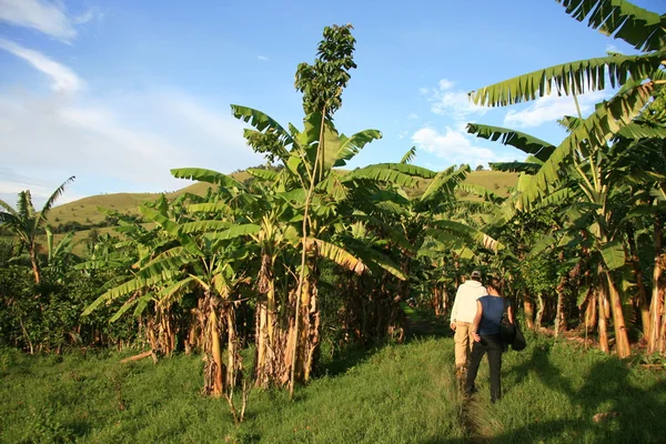 Uganda, Afrika — Stock fotografie