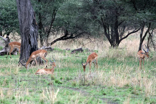 Antilopa - národní park tarangire. Tanzanie, Afrika — Stock fotografie