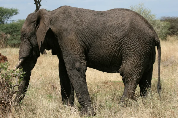 Elefánt. Tanzánia, Afrika — Stock Fotó