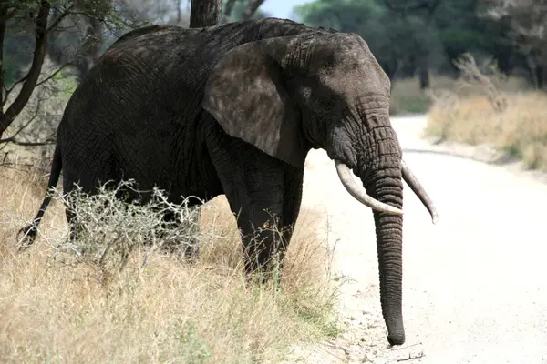 stock image Elephant. Tanzania, Africa