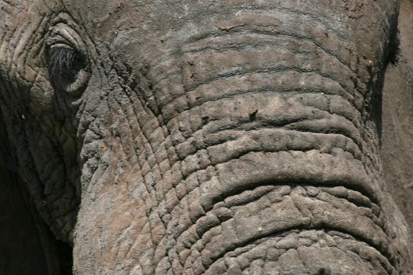 Elefante. Tanzania, África —  Fotos de Stock