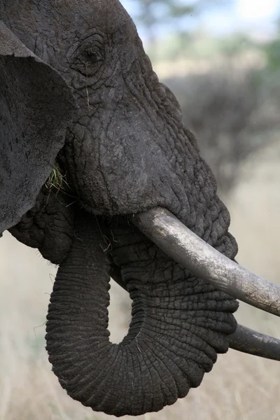 象。タンザニア、アフリカ — ストック写真