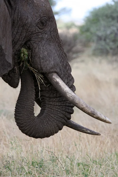 Elefante. Tanzânia, África — Fotografia de Stock