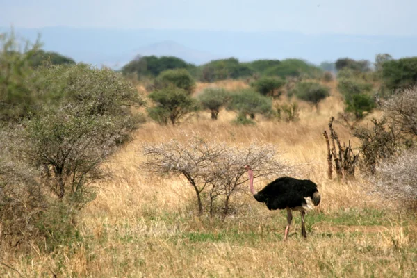 Pštrosí samec v národním parku tarangire. Afrika — Stock fotografie