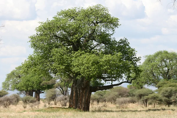 Baobab tree - Tarangire Nationalpark. Tansania, Afrika — Stockfoto