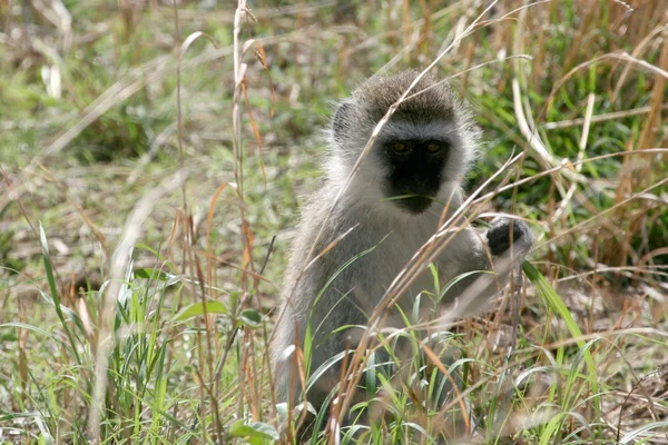 黑脸猴-塔兰吉雷国家公园。非洲坦桑尼亚 — 图库照片
