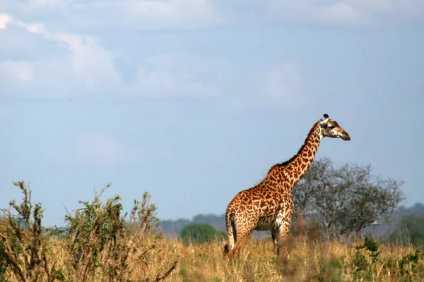 长颈鹿-塔兰吉雷国家公园。非洲坦桑尼亚 — 图库照片