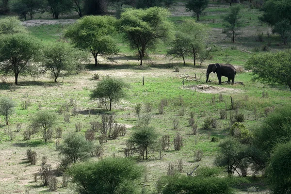 Ελέφαντας. Τανζανία, Αφρική — Φωτογραφία Αρχείου