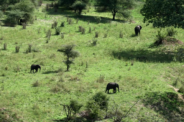 Slon. Tanzanie, Afrika — Stock fotografie