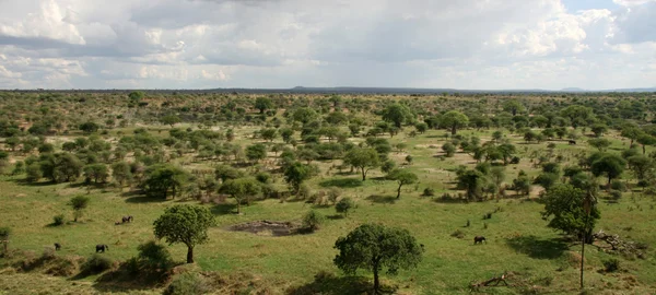 Africká krajina - národní park tarangire. Tanzanie, Afrika — Stock fotografie