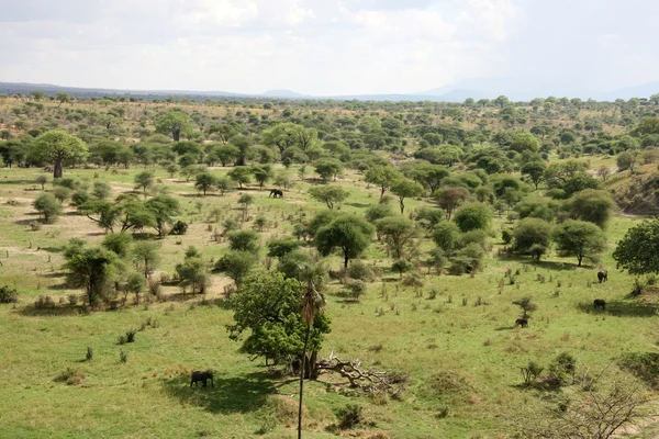 Αφρικανικό τοπίο - tarangire εθνικό πάρκο. Τανζανία, Αφρική — Φωτογραφία Αρχείου