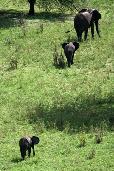 Elefanten. Tansania, Afrika — Stockfoto
