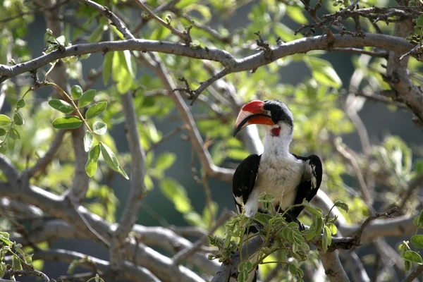 Hornbill - Parque Nacional Tarangire. Tanzania, África —  Fotos de Stock