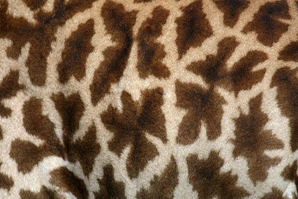 Giraffe - tarangire national park. Tanzania, Afrika — Stockfoto
