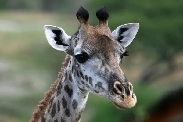 Żyrafa - park narodowy tarangire. Tanzanii, — Zdjęcie stockowe