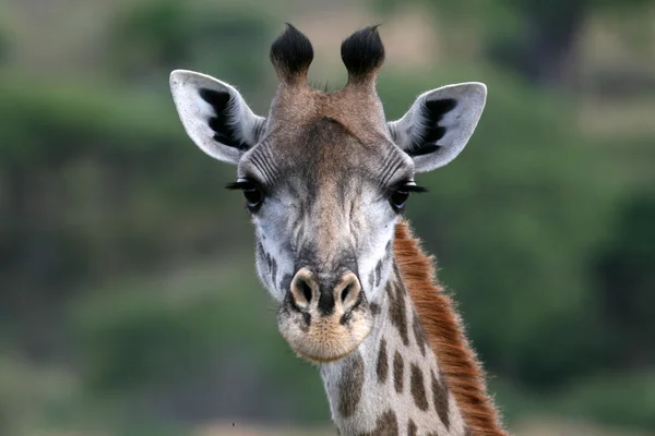 Žirafa - národní park tarangire. Tanzanie, Afrika — Stock fotografie